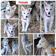 wolf dog puppy posted by Brandelyn420