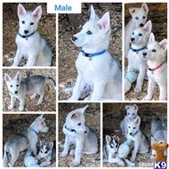wolf dog puppy posted by Brandelyn420