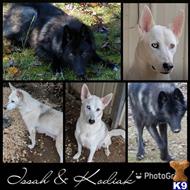 wolf dog puppy posted by Brandelyn420