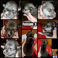 wolf dog puppies for