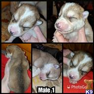wolf dog puppies for