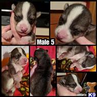 wolf dog puppy posted by Brandelyn420