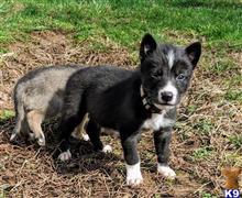 wolf dog puppy posted by Brandelyn420