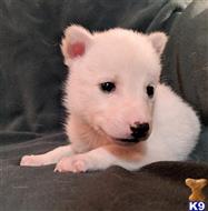 wolf dog puppy posted by Brandelyn420