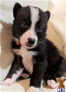 wolf dog puppy posted by Brandelyn420