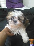 shih tzu puppy posted by Brandon1031