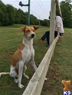 Bran available Basenji puppy located in NEW YORK CITY