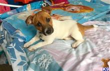 jack russell terrier puppy posted by Brandonelvin11