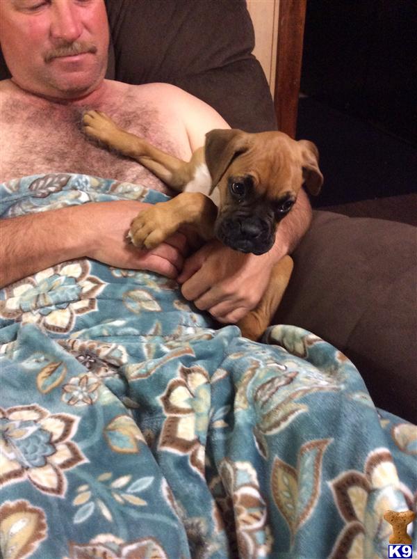 boxer puppy posted by Braunboxers