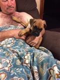 boxer puppy posted by Braunboxers