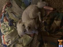 Ollie  available Maltese puppy located in CLARKSVILLE