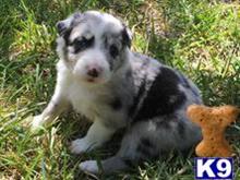 australian shepherd puppy posted by Breagha
