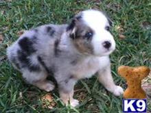 australian shepherd puppy posted by Breagha
