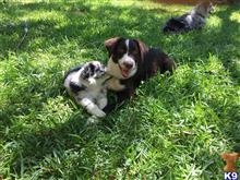 australian shepherd puppy posted by Breagha