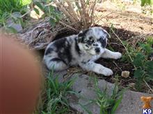 australian shepherd puppy posted by Breagha