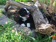 australian shepherd puppy posted by Breagha