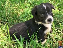 australian shepherd puppy posted by Breagha