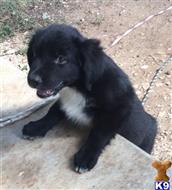 australian shepherd puppy posted by Breagha