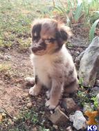 australian shepherd puppy posted by Breagha