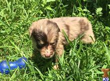 australian shepherd puppy posted by Breagha