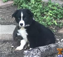 australian shepherd puppy posted by Breagha