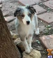 australian shepherd puppy posted by Breagha