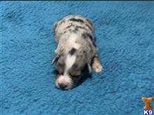 australian shepherd puppy posted by Breagha
