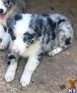 australian shepherd puppy posted by Breagha