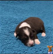 australian shepherd puppy posted by Breagha