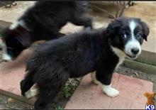 australian shepherd puppy posted by Breagha