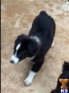 australian shepherd puppy posted by Breagha