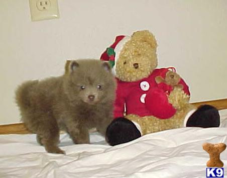 lavender pomeranian puppies for sale pomeranian puppy for sale akc lavender 8 years lavender pomeranian puppies for sale pomeranian puppy for sale akc lavender 8 years