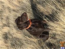 Tuffy available German Shorthaired Pointer puppy located in BEND
