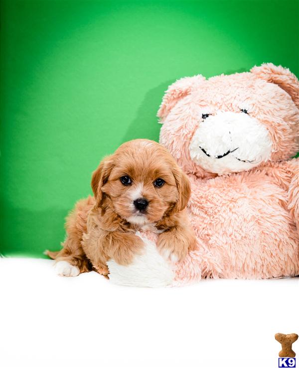 Mixed Breed Puppy for Sale Little Red is one of our CAVA POO PUPPIES