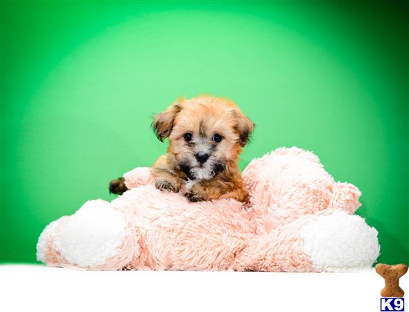 Mixed Breed Dogs For Sale In Ohio Mixed Breed Dogs For Sale In Ohio