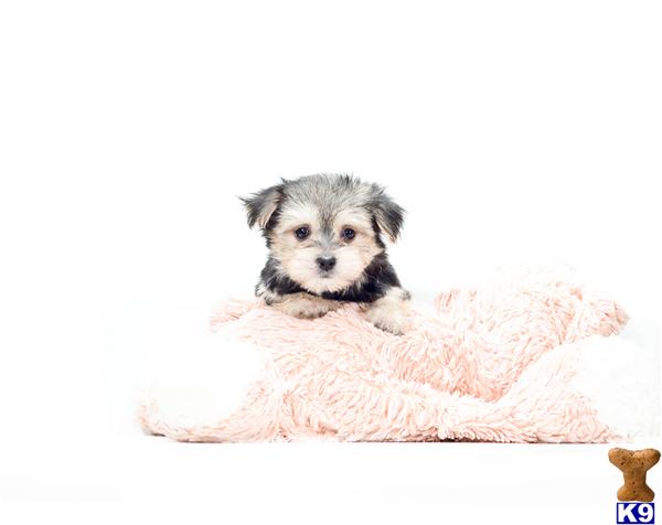 adoption dayton ohio mixed breed puppy for sale buy our morkie puppy for adoption near dayton ohio 4 years adoption dayton ohio mixed breed puppy for sale buy our morkie puppy for adoption near dayton ohio 4 years