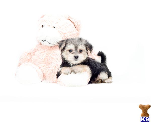 puppies for adoption dayton ohio mixed breed puppy for sale buy our morkie puppy for adoption near dayton ohio 5 years puppies for adoption dayton ohio mixed breed puppy for sale buy our morkie puppy for adoption near dayton ohio 5 years