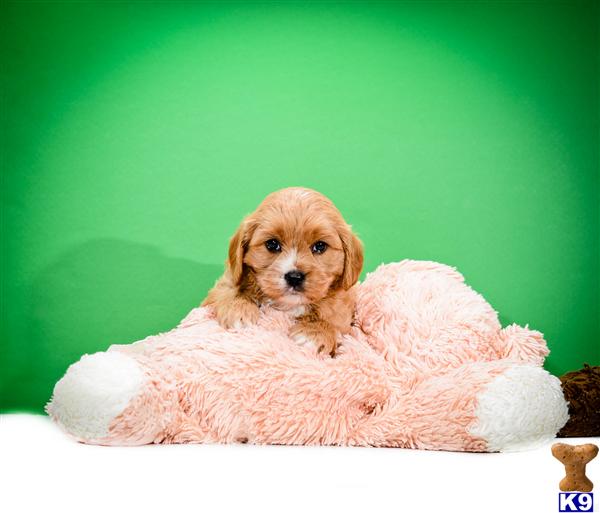 Mixed Breed Puppy for Sale Little Red is one of our CAVA POO PUPPIES