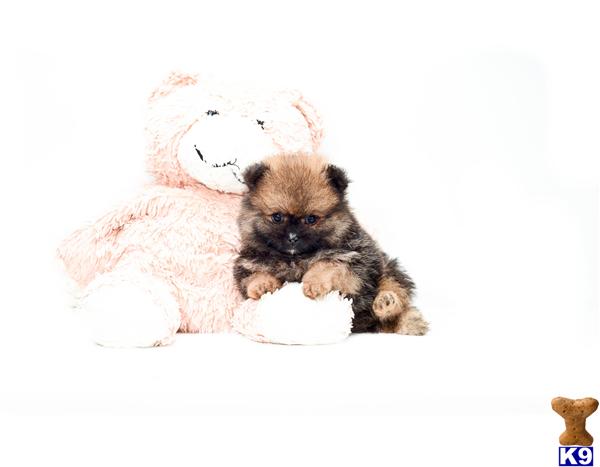 pomeranian for sale cincinnati ohio pomeranian puppy for sale buy our pomeranian puppy for adoption near cincinn 5 years pomeranian for sale cincinnati ohio pomeranian puppy for sale buy our pomeranian puppy for adoption near cincinn 5 years