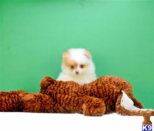are teacup pomeranians hypoallergenic pomeranian puppy for sale micro teacup pomeranian puppies f 614 859 4 years are teacup pomeranians hypoallergenic pomeranian puppy for sale micro teacup pomeranian puppies f 614 859 4 years