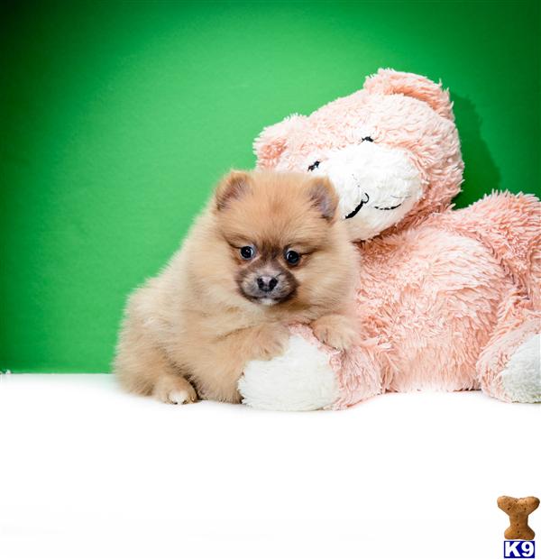 are teacup pomeranians hypoallergenic pomeranian puppy for sale teacup pomeranian puppies f 614 859 2025 4 years are teacup pomeranians hypoallergenic pomeranian puppy for sale teacup pomeranian puppies f 614 859 2025 4 years