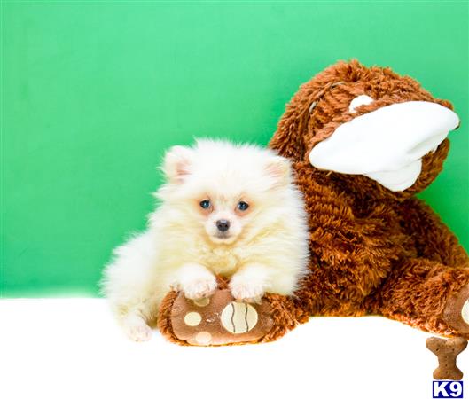 pomeranian puppy posted by BrentZman