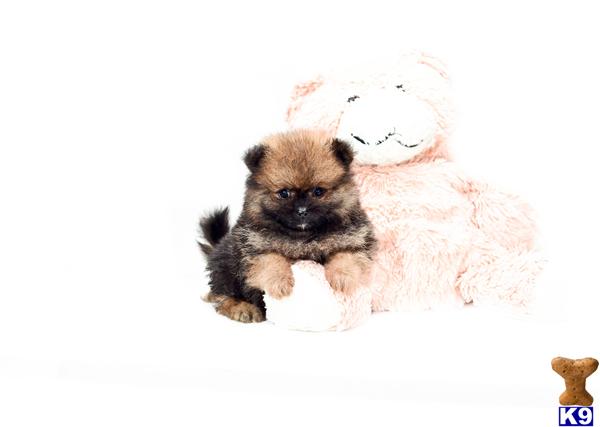 pomeranian for sale cincinnati ohio pomeranian puppy for sale buy our pomeranian puppy for adoption near cincinn 5 years pomeranian for sale cincinnati ohio pomeranian puppy for sale buy our pomeranian puppy for adoption near cincinn 5 years