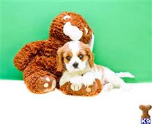 Cavalier King Charles Spaniel
