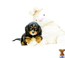 Cavalier King Charles Spaniel