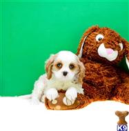 Cavalier King Charles Spaniel