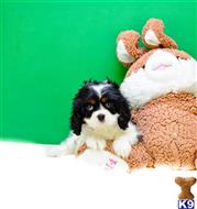 Cavalier King Charles Spaniel