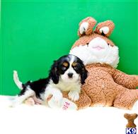 Cavalier King Charles Spaniel