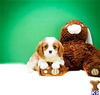 Cavalier King Charles Spaniel