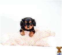 Cavalier King Charles Spaniel